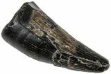 Rare, Cretaceous Crocodile (Goniopholis) Tooth - England #316994-1